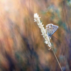 Seelenheil am 17.01.2026